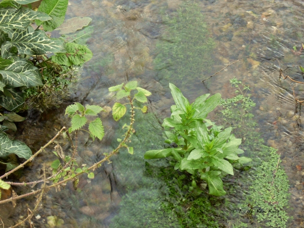 Veules les Roses (5)